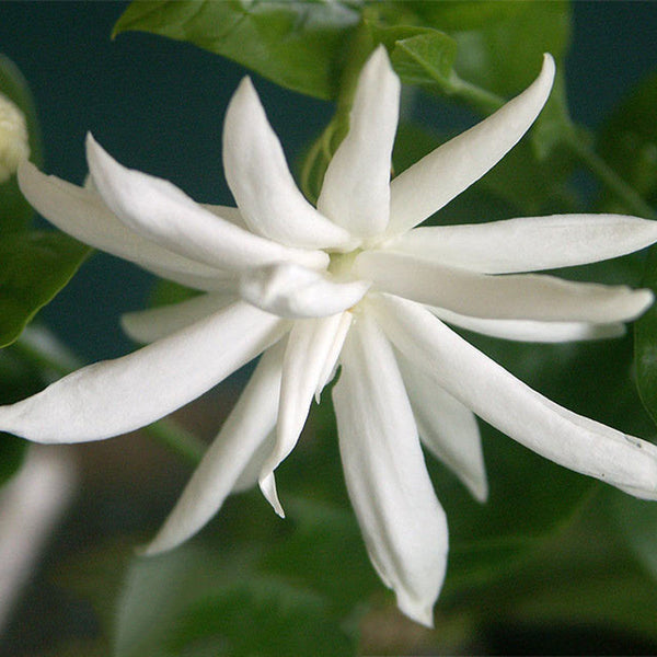 Star Jasmine - Top Perfuming - Fragrant Plants - Premium Flowering Shrubs from Plantparadise - Just $650.00! Shop now at Plantparadise