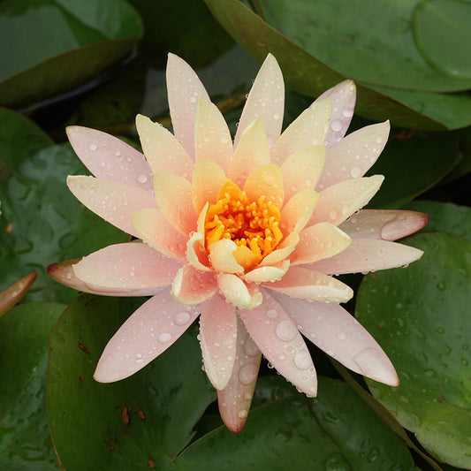 Water Lily Orange - Aquatic Plants - Premium Aquatic Plants from Plantparadise - Just $700.0! Shop now at Plantparadise