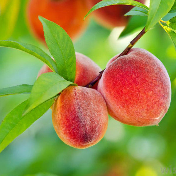 Peach (Grafted)- Fruit Plants & Tree - Premium Fruit Plants & Tree from Plantparadise - Just $670! Shop now at Plantparadise