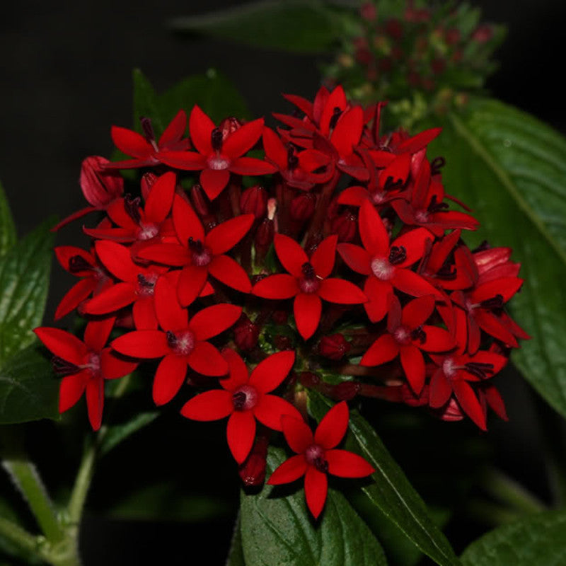 Pentas Red - Flowering Plants - Premium Flowering Plants from Plantparadise - Just $600.00! Shop now at Plantparadise