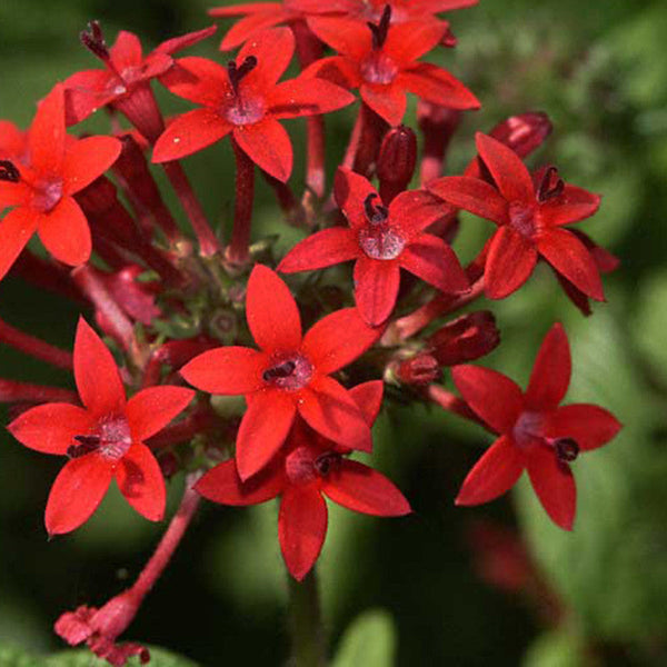 Pentas Red - Flowering Plants - Premium Flowering Plants from Plantparadise - Just $600.00! Shop now at Plantparadise