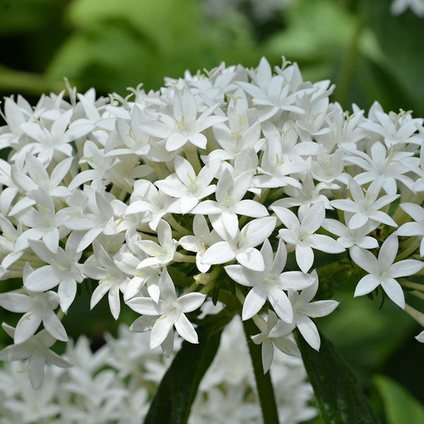 Pentas White - Flowering Plants - Premium Flowering Plants from Plantparadise - Just $540.00! Shop now at Plantparadise