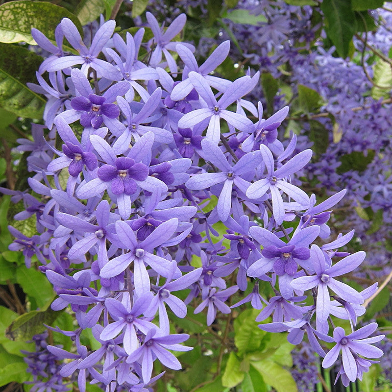 Petrea Volubilis - Creepers & Climbers - Premium Creepers & Climbers from Plantparadise - Just $775.0! Shop now at Plantparadise