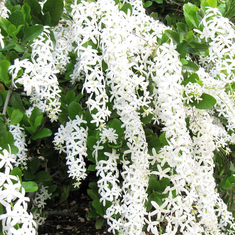 Petrea White - Creepers & Climbers|"Climbing Clouds: Petrea White and the Art of Vertical Beauty" - Premium Creepers & Climbers from Plantparadise - Just $640! Shop now at Plantparadise