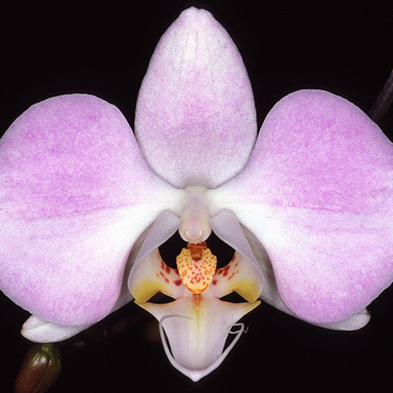 Phalaenopsis Hybrid/Orchids Pink - Gift Plants - Premium Gift Plants from Plantparadise - Just $1251.00! Shop now at Plantparadise