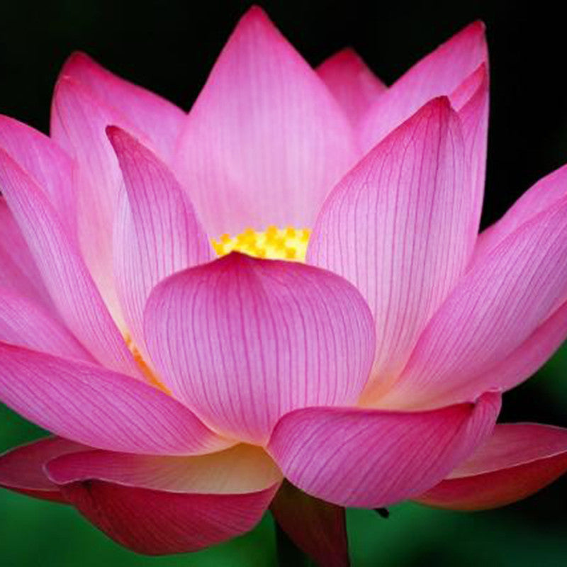 Pink Lotus - Aquatic Plants|"Pink Beauty: Exquisite Pink Lotus for Your Aquatic Oasis" - Premium Aquatic Plants from Plantparadise - Just $1001! Shop now at Plantparadise