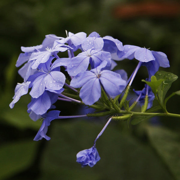 Plumbago Auriculata - Flowering Plants - Premium Flowering Plants from Plantparadise - Just $665.00! Shop now at Plantparadise