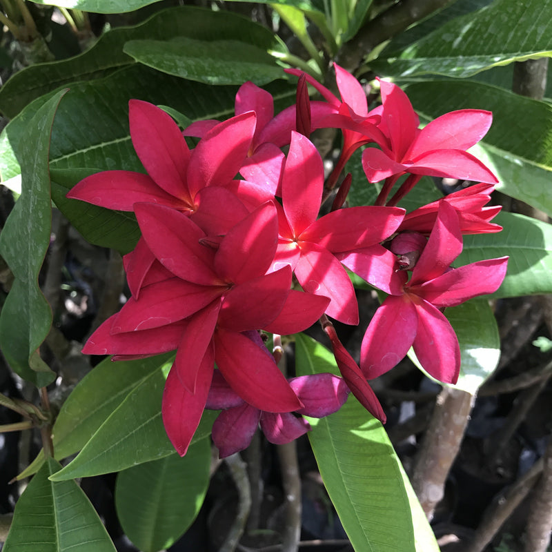 Plumeria Rubra 'Scarlet Knight'|"Garden Royalty: Plumeria Rubra 'Scarlet Knight' in Full Bloom" - Premium Plants from Plantparadise - Just $440! Shop now at Plantparadise