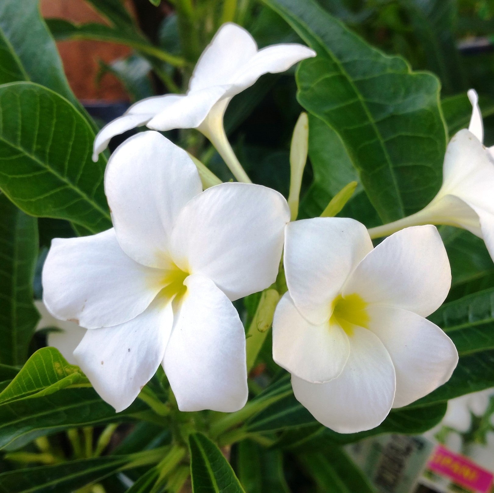Plumeria Pudica White - Premium Plants from Plantparadise - Just $440.00! Shop now at Plantparadise