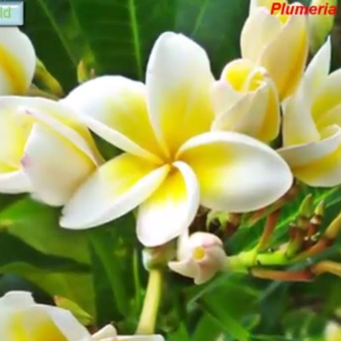 Plumeria Rubra Acutifolia - Premium Plants from Plantparadise - Just $440.00! Shop now at Plantparadise