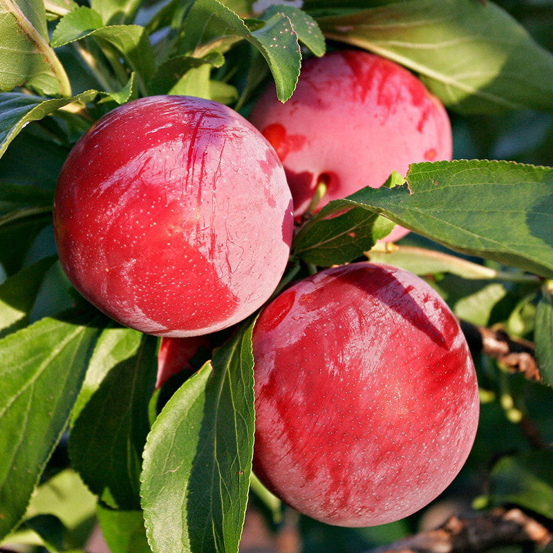 Plum Fruit  (Grafted) - Fruit Plants & Tree - Premium Fruit Plants & Tree from Plantparadise - Just $840.0! Shop now at Plantparadise