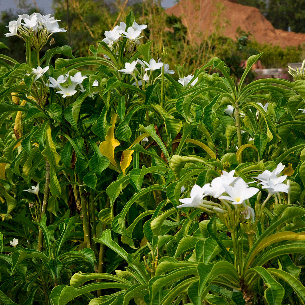 Plumeria Pudica White - Premium Plants from Plantparadise - Just $440.00! Shop now at Plantparadise