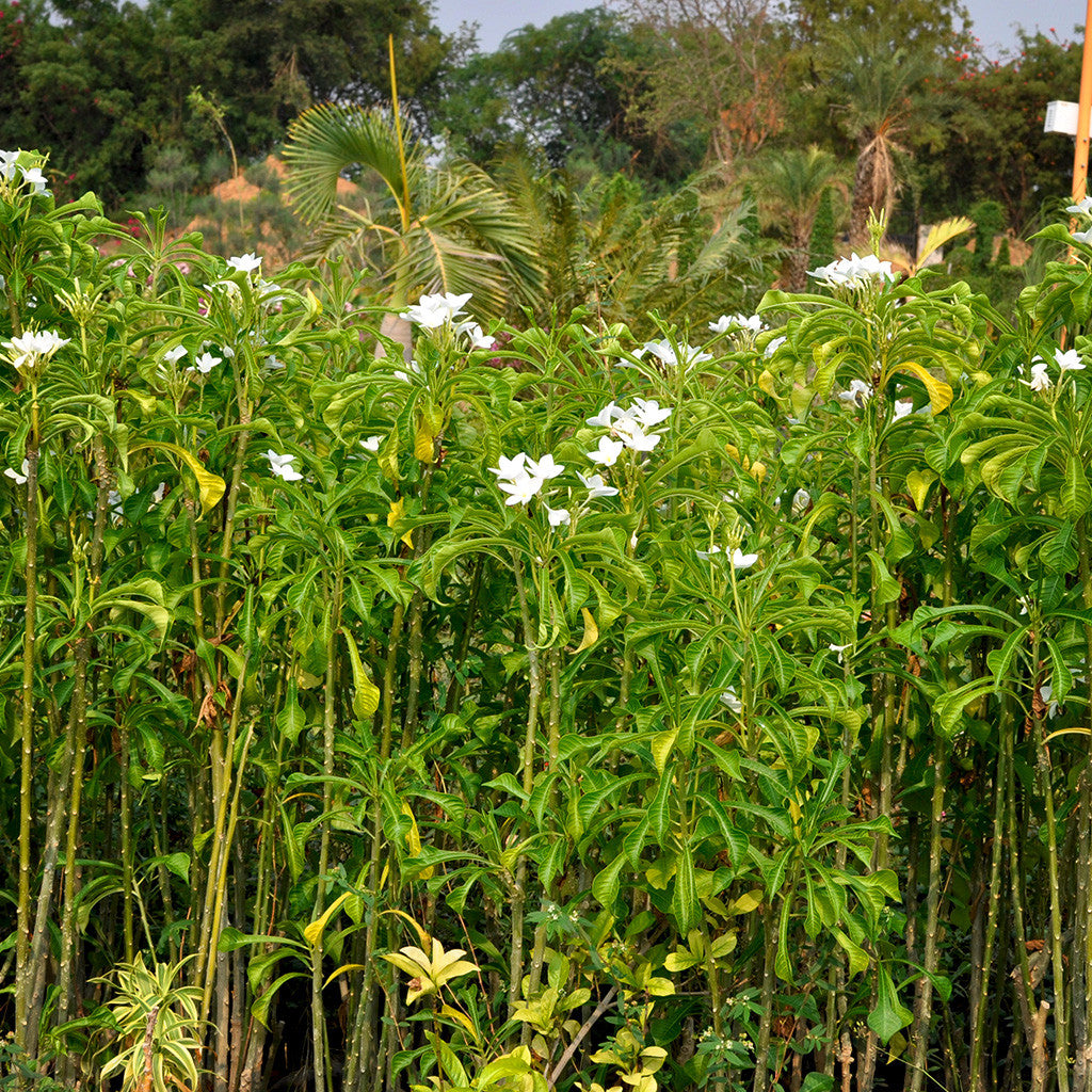 Plumeria Pudica White - Premium Plants from Plantparadise - Just $440.00! Shop now at Plantparadise