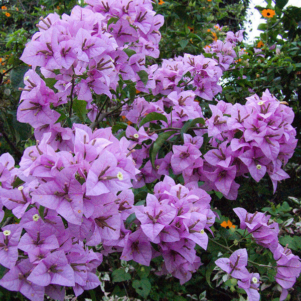 Bougainvillea H. C. Buck - Creepers & Climbers - Premium Creepers & Climbers from Plantparadise - Just $360.00! Shop now at Plantparadise