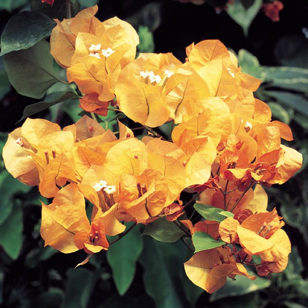 Bougainvillea light orange - Flowering shrubs - Premium Flowering Shrubs from Plantparadise - Just $360.0! Shop now at Plantparadise