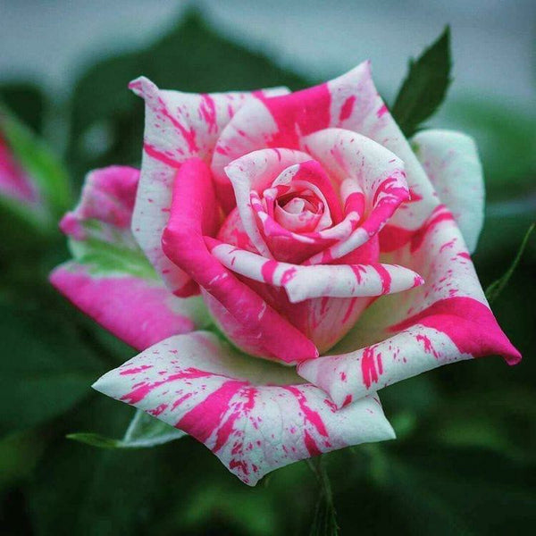Rose Flower  Plant sale for online - Premium Flowering Plants from Plantparadise - Just $299.00! Shop now at Plantparadise
