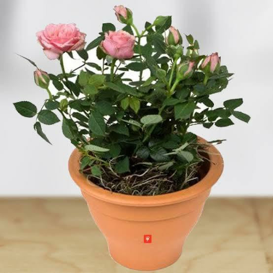 Rose Plant - Premium Flowering Plants from Plantparadise - Just $299.0! Shop now at Plantparadise