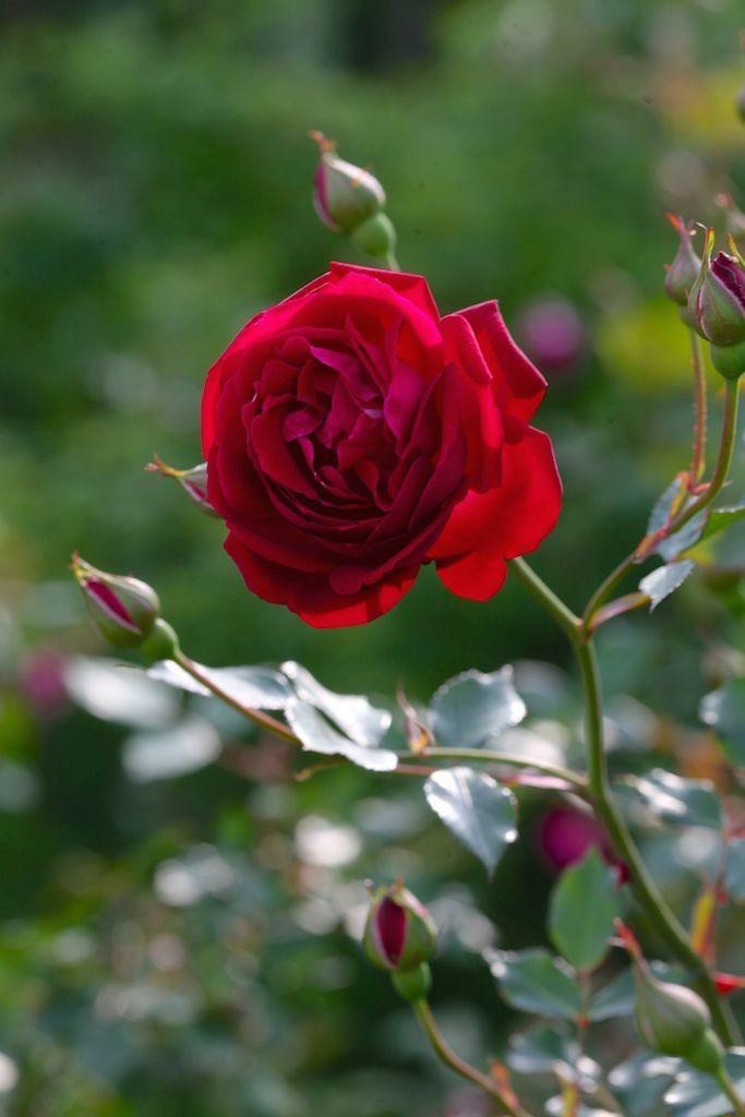 Rose  Flower Plant - Premium Flowering Shrubs from Plantparadise - Just $299.0! Shop now at Plantparadise