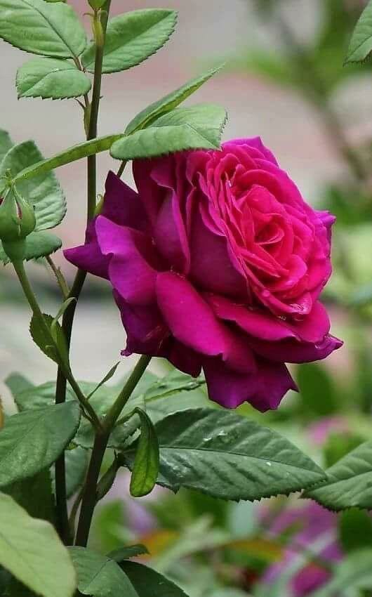 Rose Plant - Premium Flowering Plants from Plantparadise - Just $299.0! Shop now at Plantparadise
