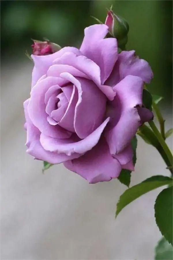 Rose Plant - Premium Flowering Plants from Plantparadise - Just $299.0! Shop now at Plantparadise