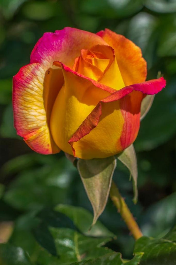 Rose Plant - Premium Flowering Plants from Plantparadise - Just $299.0! Shop now at Plantparadise