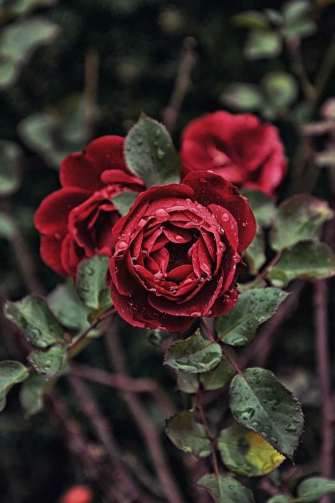 Rose Plant - Premium Flowering Plants from Plantparadise - Just $299.00! Shop now at Plantparadise