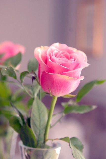 Rose Plant - Premium Flowering Plants from Plantparadise - Just $299.0! Shop now at Plantparadise