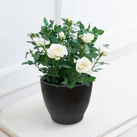 Rose  Flower Plant Buy online - Premium Flowering Plants from Plantparadise - Just $299.0! Shop now at Plantparadise