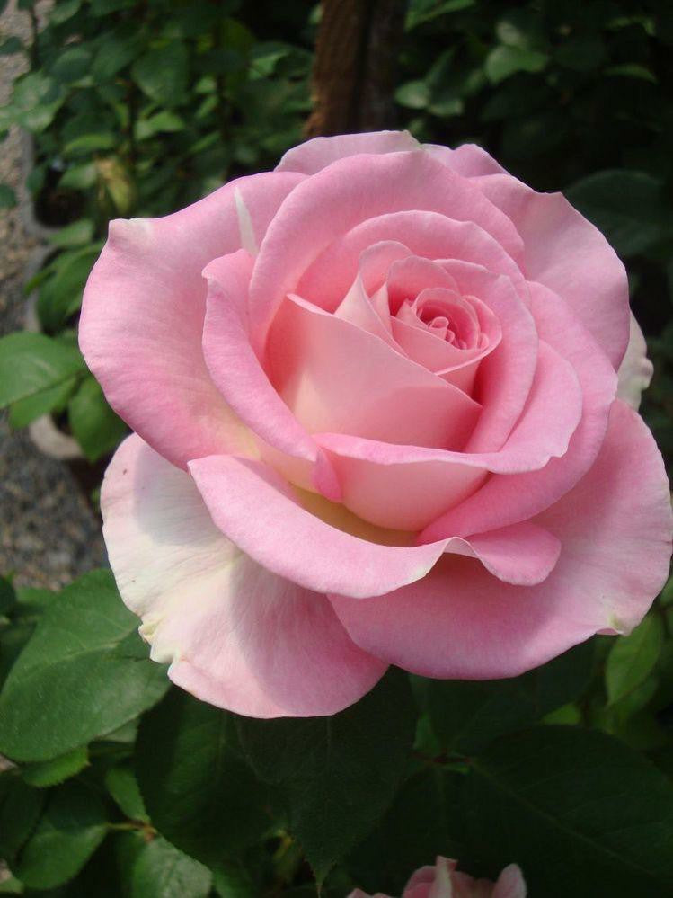 Rose Plant - Premium Flowering Plants from Plantparadise - Just $299.0! Shop now at Plantparadise