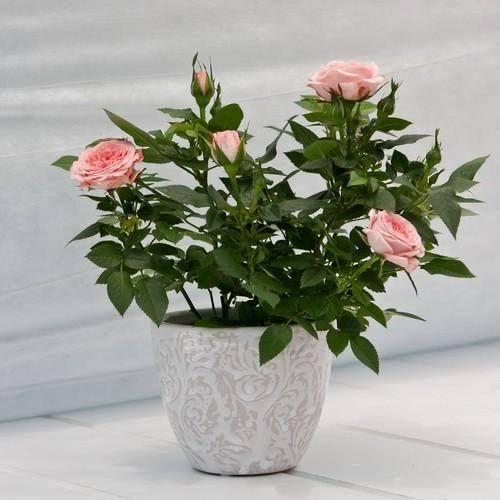 Rose Plant - Premium Flowering Plants from Plantparadise - Just $299.0! Shop now at Plantparadise