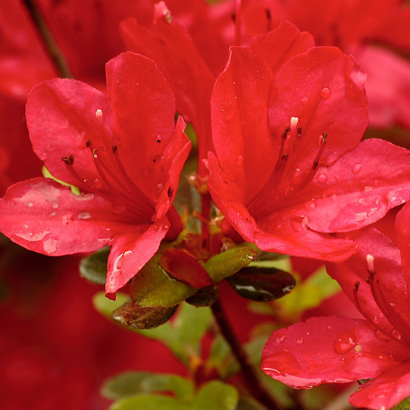 Azalea Red - SEASONALS - Premium SEASONALS from Plantparadise - Just $399.00! Shop now at Plantparadise