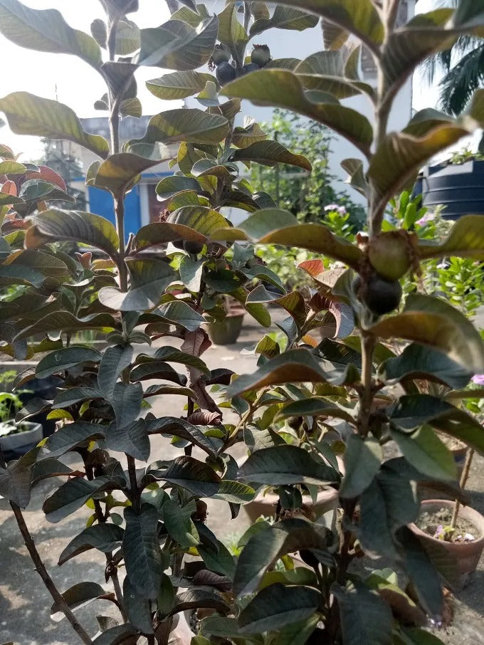 Malaysian Red Guava Plant - Premium Fruit Plants & Tree from Plantparadise - Just $399.00! Shop now at Plantparadise