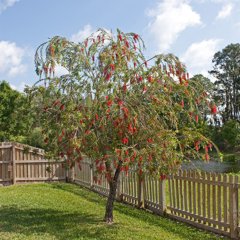 Red Bottle Brush / Callistemon lanceolatus - Ornamental Flowering Plants - Premium Avenue Trees from Plantparadise - Just $600.00! Shop now at Plantparadise