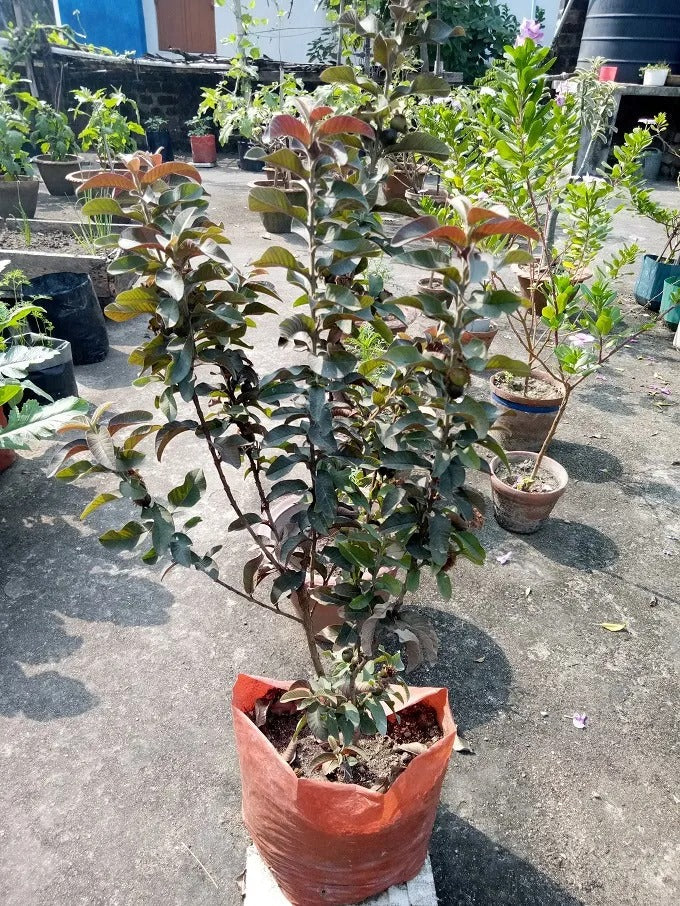 Malaysian Red Guava Plant - Premium Fruit Plants & Tree from Plantparadise - Just $399.00! Shop now at Plantparadise