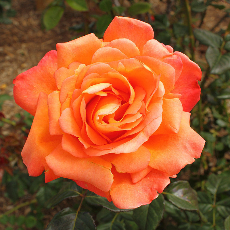 Rosa Friendship - Flowering Shrubs - Premium Flowering Shrubs from Plantparadise - Just $299.0! Shop now at Plantparadise