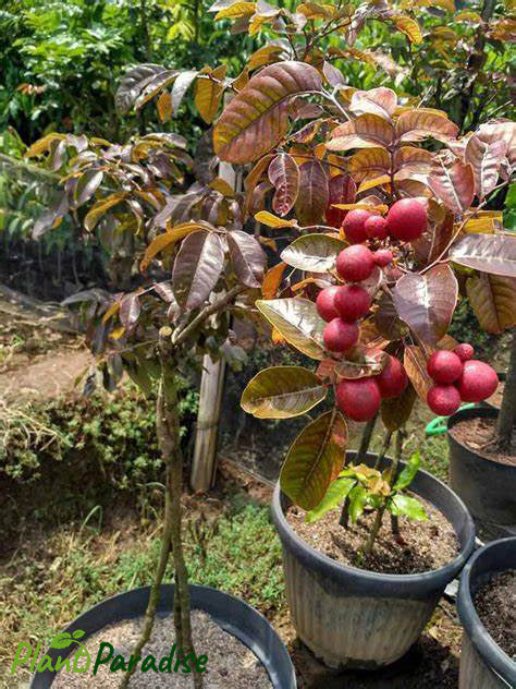 Rubi Longan Fruit Plant - Premium Fruit Plants & Tree from Plantparadise - Just $3699.00! Shop now at Plantparadise