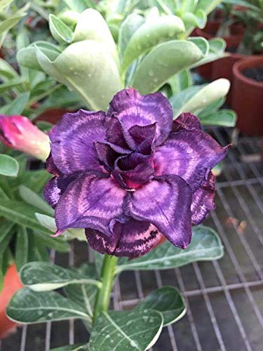 Adenium Purple  Plant (Grafted) - Premium Flowering Plants from Plantparadise - Just $299.0! Shop now at Plantparadise