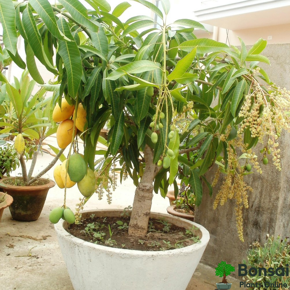 All time Mango plant Grafted - Premium Fruit Plants & Tree from Plantparadise - Just $449.00! Shop now at Plantparadise