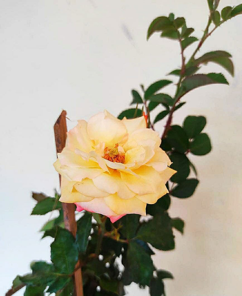 Shooting Star Rose - Flowering Plants - Premium Flowering Plants from Plantparadise - Just $600.00! Shop now at Plantparadise