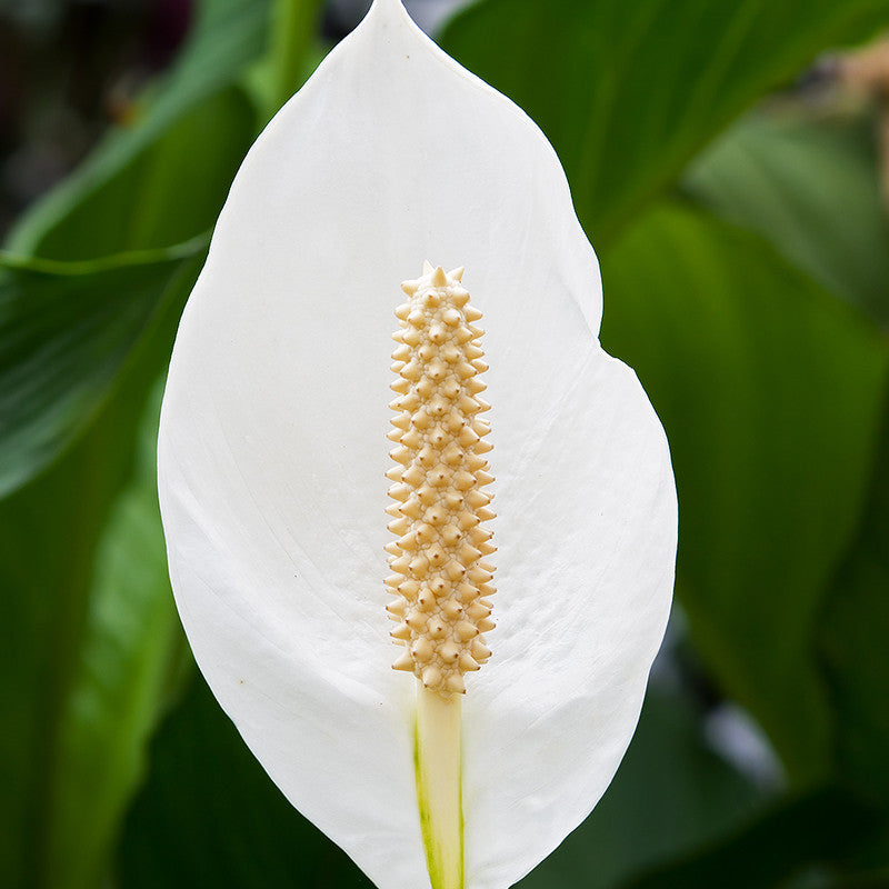 Peace Lily/Spathiphyllum Macrophyllum - Indoor Air-Purifying - Premium Flowering Plants from Plantparadise - Just $885.00! Shop now at Plantparadise