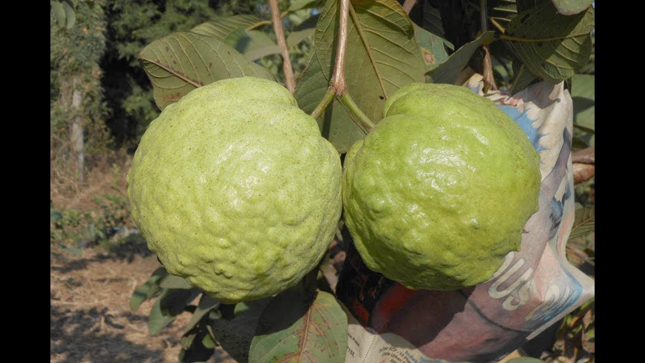 Thailand-Guava - Fruit Plants & Tree - Premium Fruit Plants & Tree from exoticflora - Just $675! Shop now at Plantparadise
