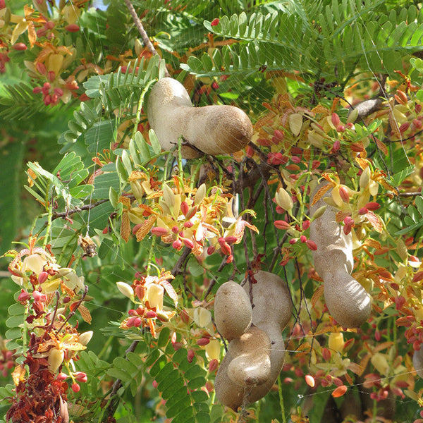 Sweet Tamarind (Grafted) - Fruit Plants & Tree - Premium Fruit Plants & Tree from Plantparadise - Just $600.00! Shop now at Plantparadise