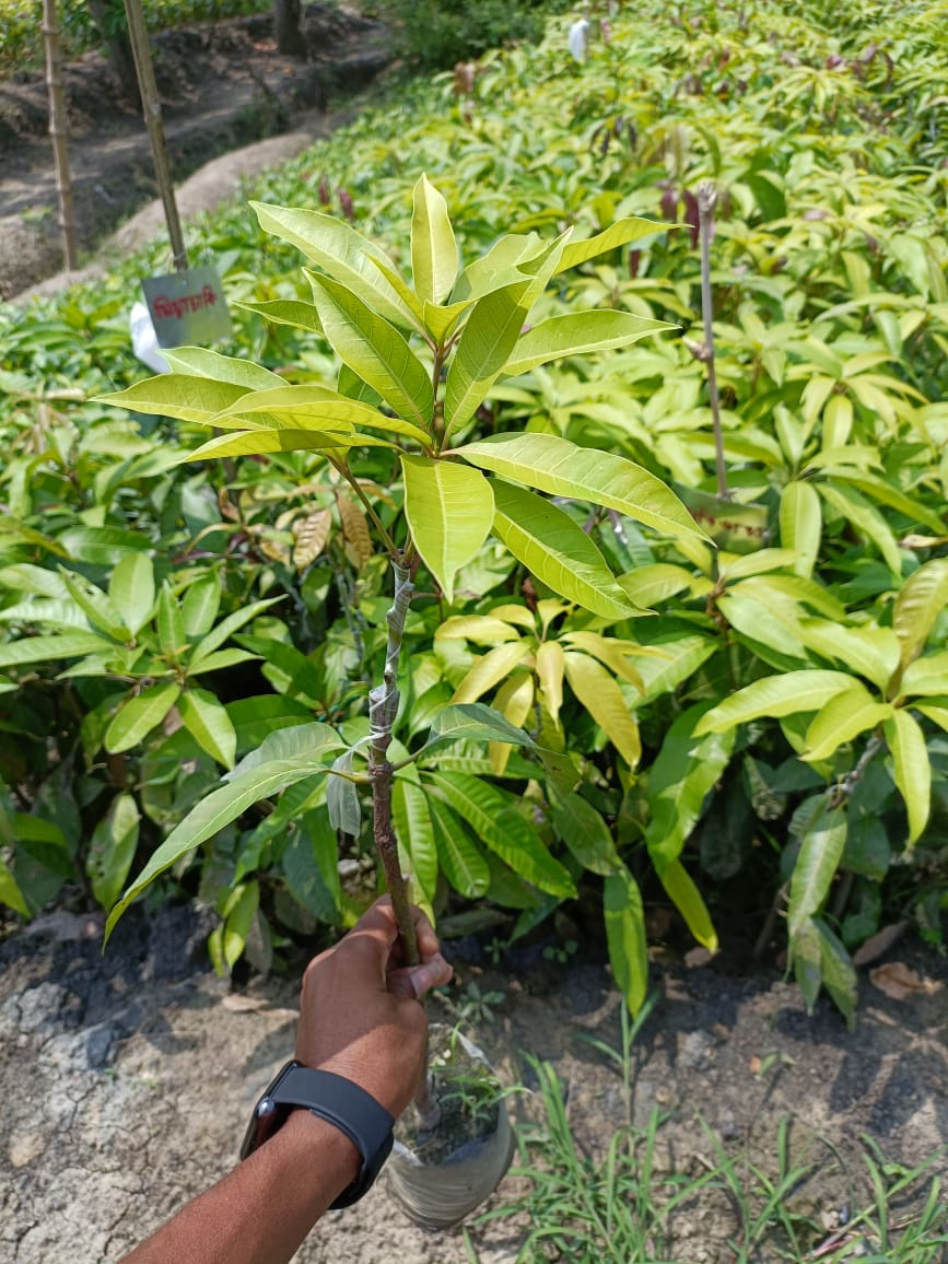 Aswina Mango Plant Grafted - Premium Fruit Plants from Plantparadise - Just $450.0! Shop now at Plantparadise