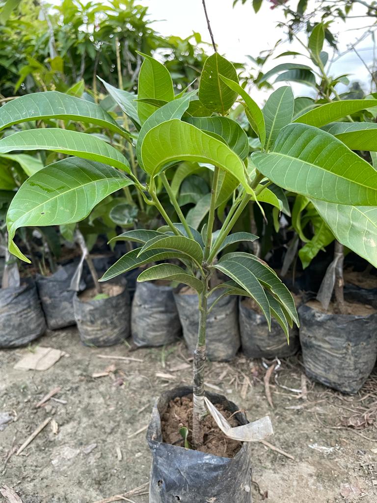 All time Mango plant Grafted - Premium Fruit Plants & Tree from Plantparadise - Just $449.00! Shop now at Plantparadise