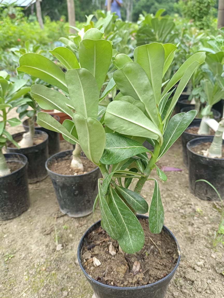 White Adenium Plant (Grafted) - Premium Flowering Plants from Plantparadise - Just $299.0! Shop now at Plantparadise