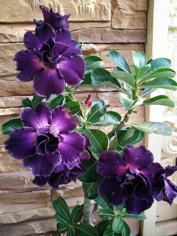 Adenium Dark Purple Plant (Grafted) - Premium Flowering Plants from Plantparadise - Just $299.0! Shop now at Plantparadise