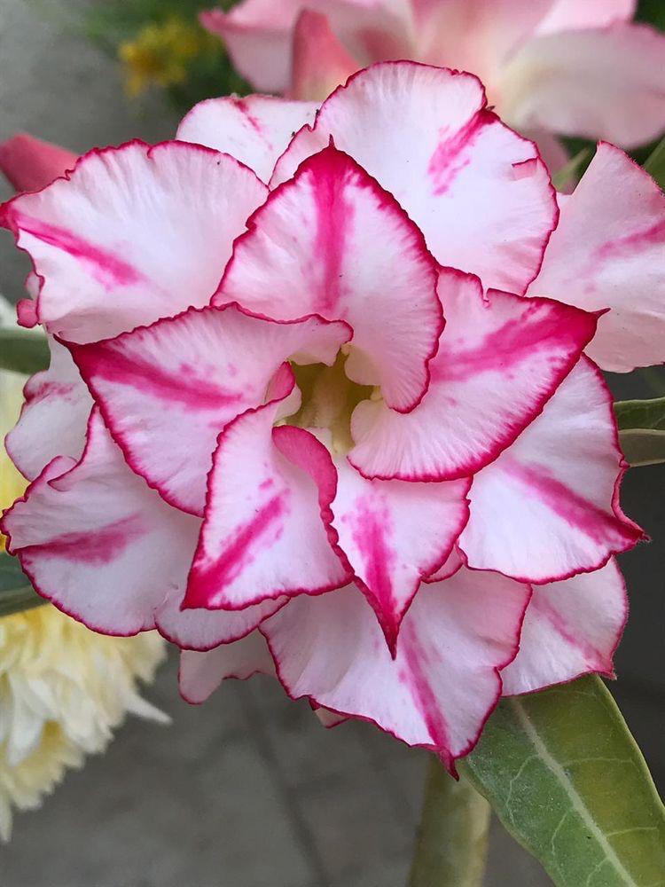 Adenium  White and Red Plant (Grafted) - Premium Flowering Plants from Plantparadise - Just $329! Shop now at Plantparadise