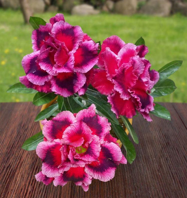 Adenium Pink and Purple Plant (Grafted) - Premium Flowering Plants from Plantparadise - Just $299.00! Shop now at Plantparadise