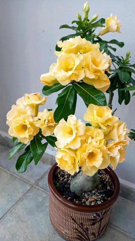 Adenium  Yellow Plant (Grafted) - Premium Flowering Plants from Plantparadise - Just $299.0! Shop now at Plantparadise