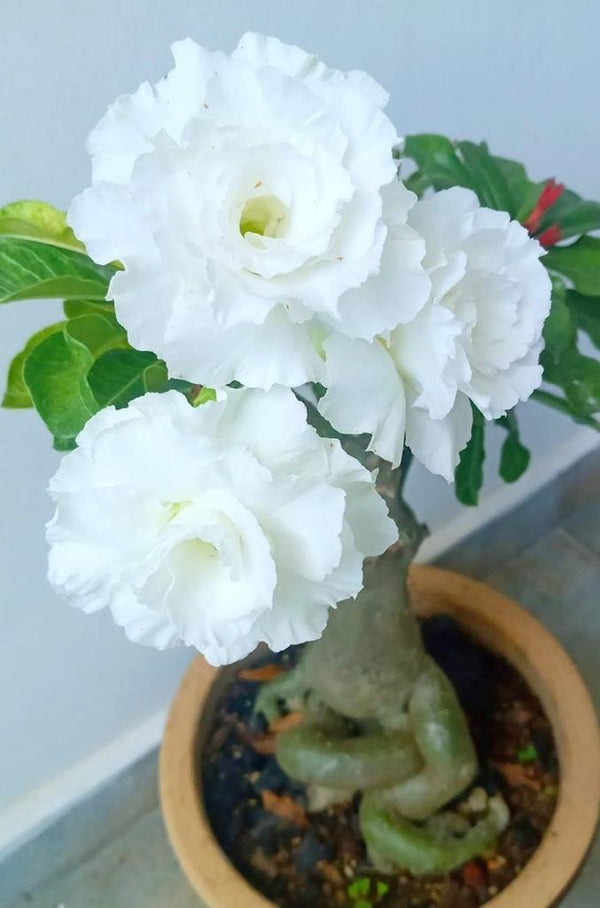 White Adenium Plant (Grafted) - Premium Flowering Plants from Plantparadise - Just $299.0! Shop now at Plantparadise